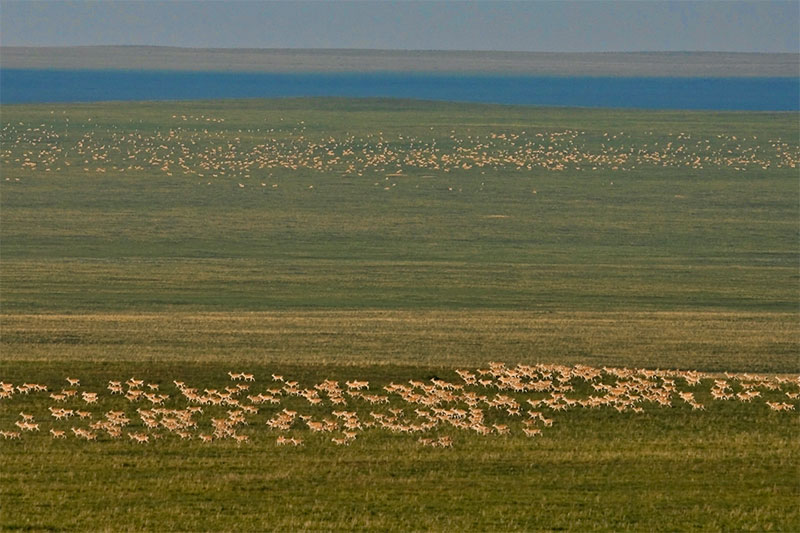 mongolia wildlife photos
